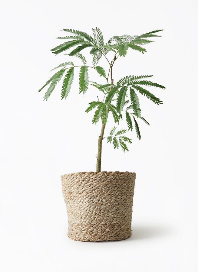 観葉植物 エバーフレッシュ 5号 ジュートポット0 付き | 観葉植物なら