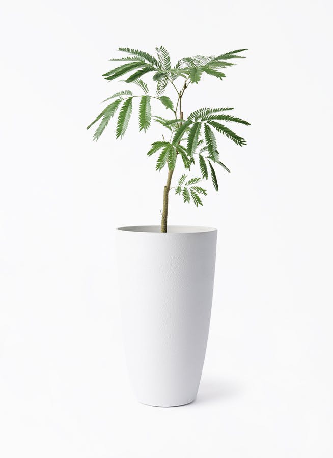 確認用　観葉植物 観葉植物 エバーフレッシュ 5号 フォレスト トール ホワイト 付き