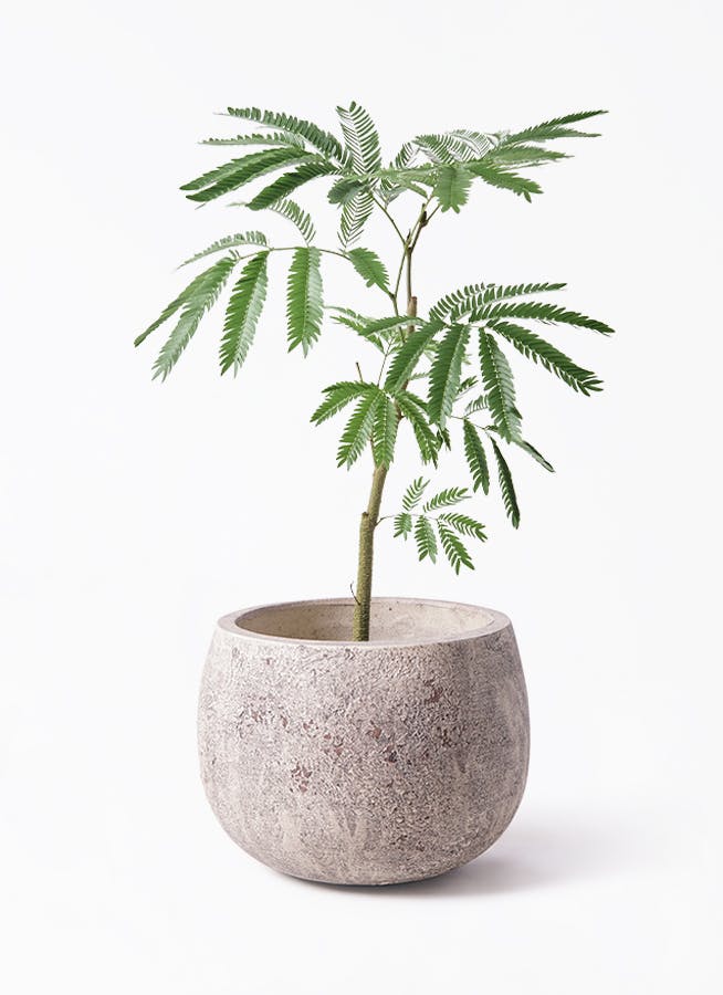 エバーフレッシュ 5号 | 観葉植物通販HitoHana(ひとはな)