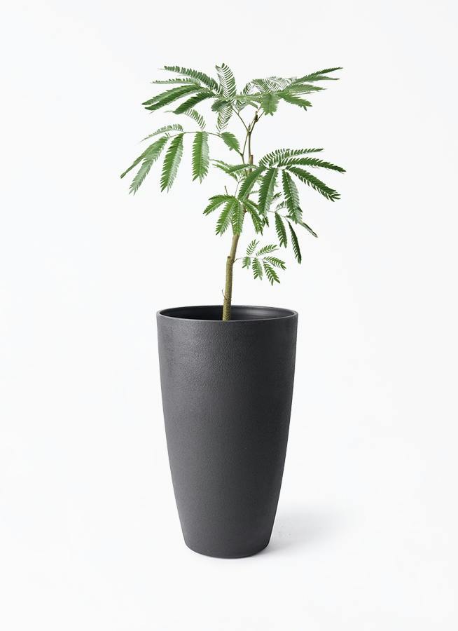 エバーフレッシュ 5号 | 観葉植物通販HitoHana(ひとはな)