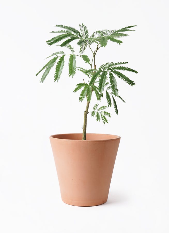 エバーフレッシュ 5号 | 観葉植物通販HitoHana(ひとはな)