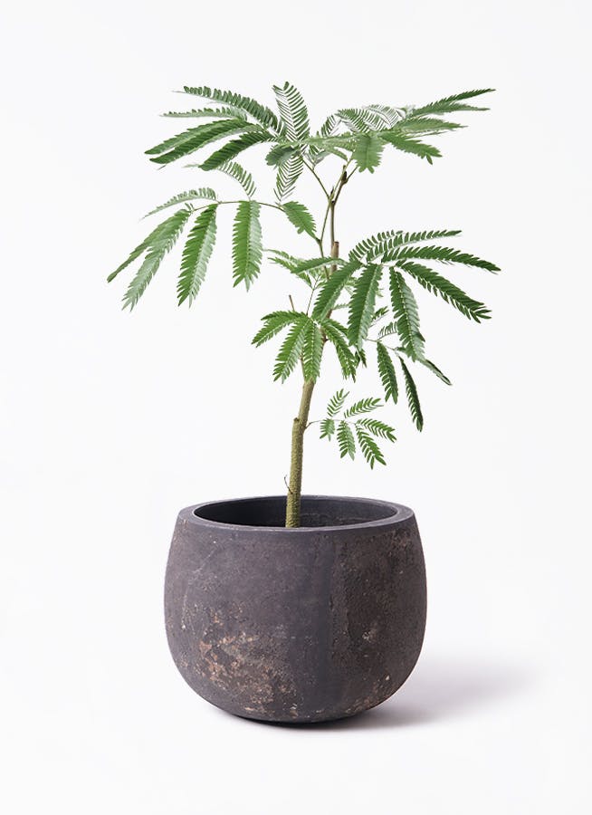 エバーフレッシュを価格(値段別)に選ぶ | HitoHana（ひとはな）