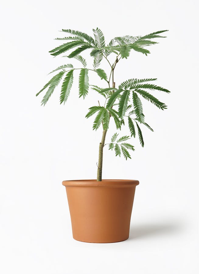 観葉植物 エバーフレッシュ 5号 シリンダーポット 付き | 観葉 観葉植物 エバーフレッシュ 5号 シリンダーポット 付き | 観葉