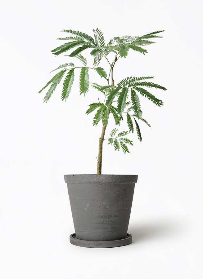 観葉植物 エバーフレッシュ 5号 ストーンウェア セラミック
