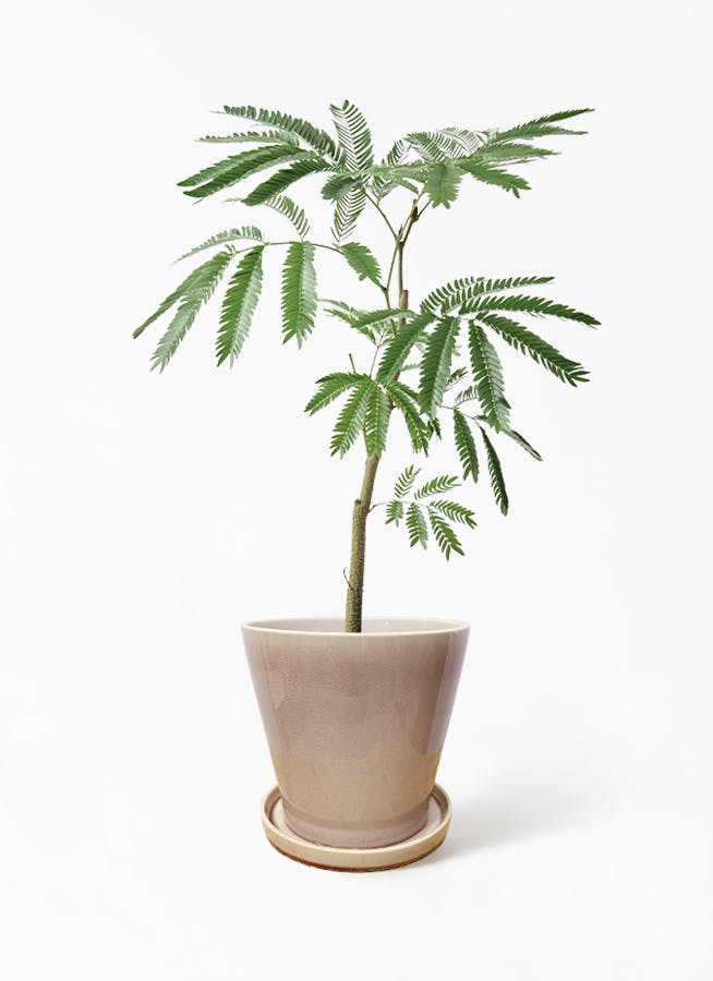 エバーフレッシュ ファイバー鉢 お皿付き エバーフレッシュ 5号 | 観葉植物通販HitoHana(ひとはな)