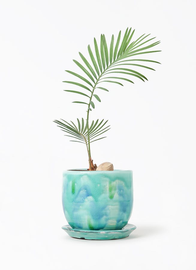 OHANA　ソテツ　極太株　送料込価格 OHANA様専用 ソテツ 極太株 送料込価格