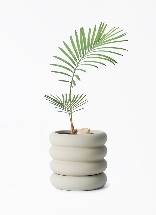 ソテツ 3号 | 観葉植物通販HitoHana(ひとはな)