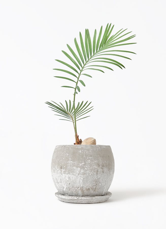 ソテツ | 観葉植物の通販ならHitoHana（ひとはな）