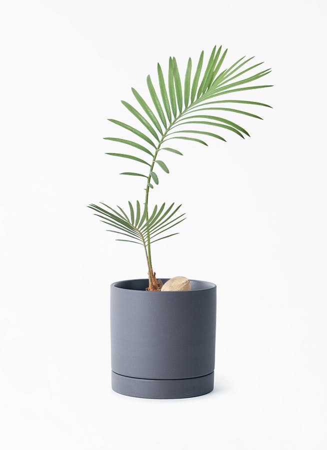 観葉植物 ソテツ 3号 実生 ルーツ 11 K ブラック 付き | 観葉植物なら