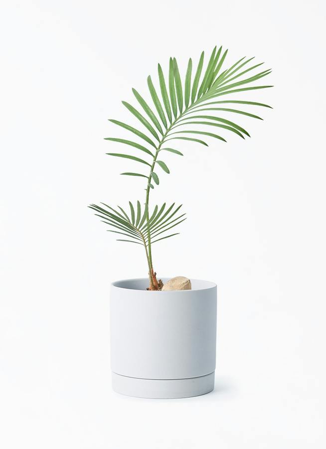 ソテツ 3号 | 観葉植物通販HitoHana(ひとはな)