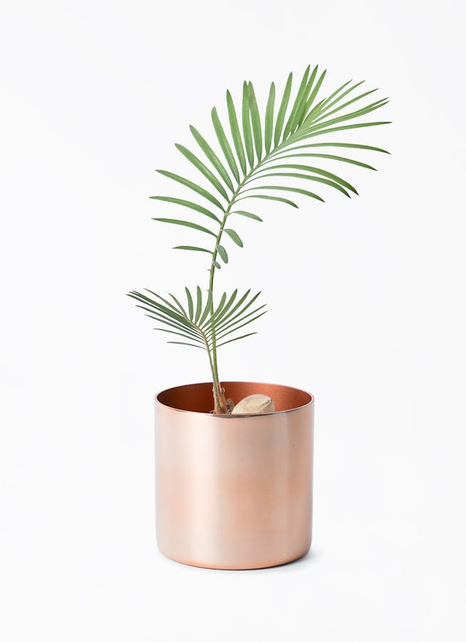 ソテツ | 観葉植物の通販ならHitoHana（ひとはな）