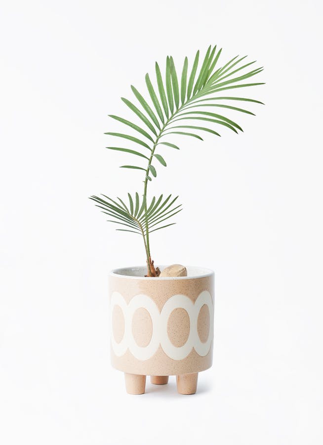 ソテツ | 観葉植物の通販ならHitoHana（ひとはな）