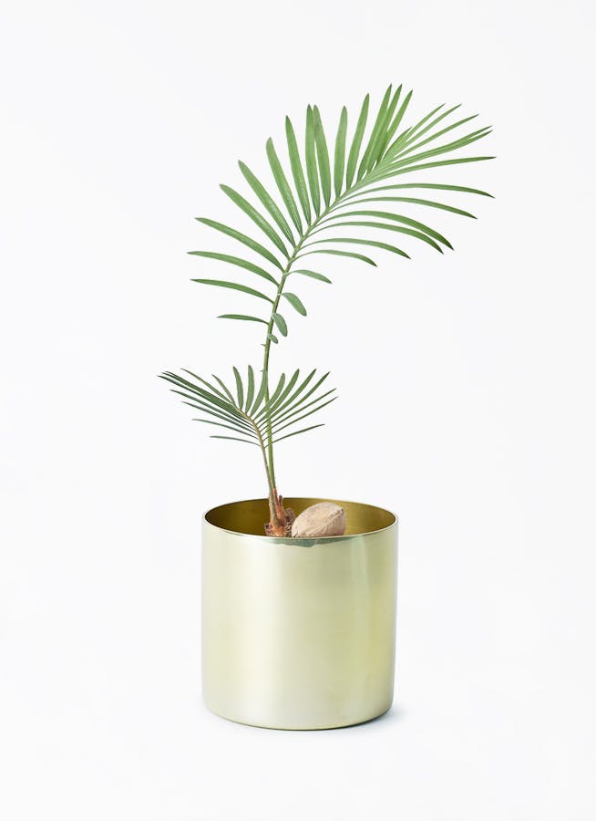 観葉植物 ソテツ 3号 実生 ラーケルシリンダー 11 ゴールド 付き