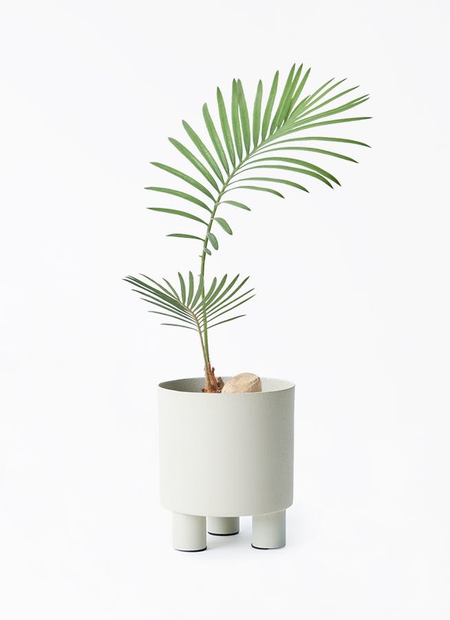ソテツ | 観葉植物の通販ならHitoHana（ひとはな）