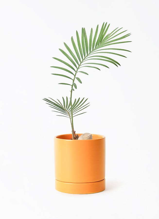 植木鉢 大型 コルテス シリンド S 30 クリームイエローテラゾ シリンド