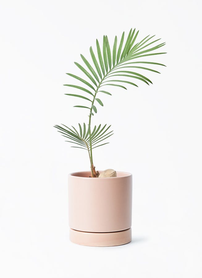 ソテツ　3号ポットつき　14株❗ ソテツ 3号ポットつき 14株❗