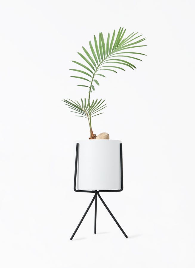 ソテツ 3号ポットつき 14株❗ ソテツ 3号ポットつき 14株❗ 楽天市場