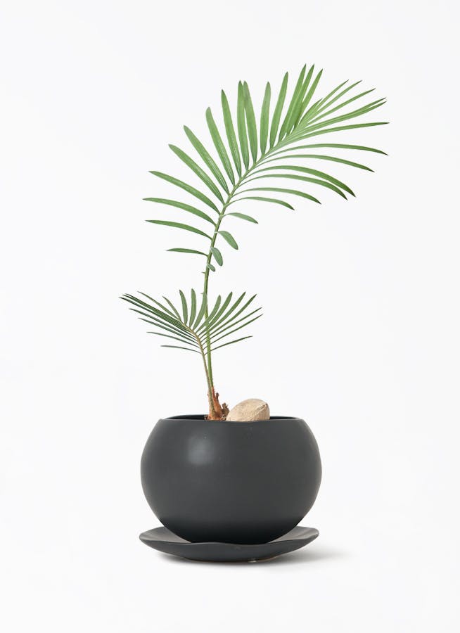 ソテツ　3 ソテツ3