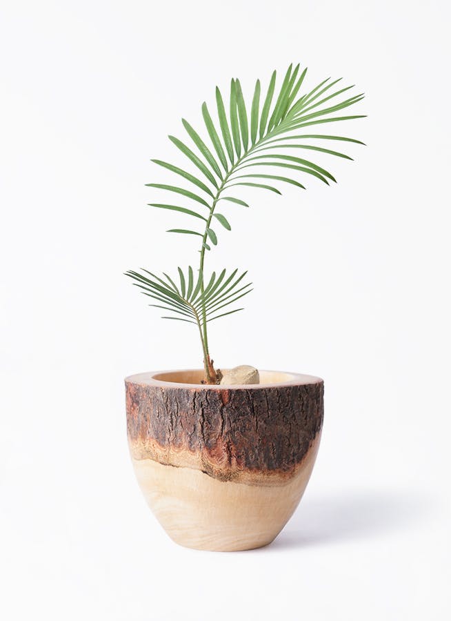 ソテツ　鉢付き　約　90㎝× 90㎝ 植木 盆栽 ソテツ」の人気商品一覧 | 安い商品を通販サイトから探す