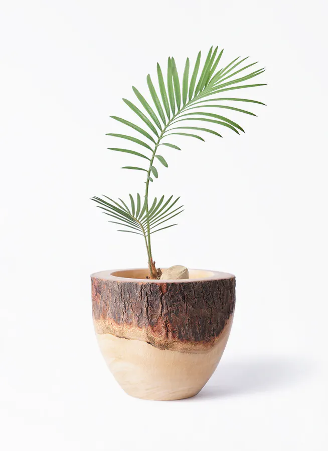 ソテツ 3号 | 観葉植物通販HitoHana(ひとはな)