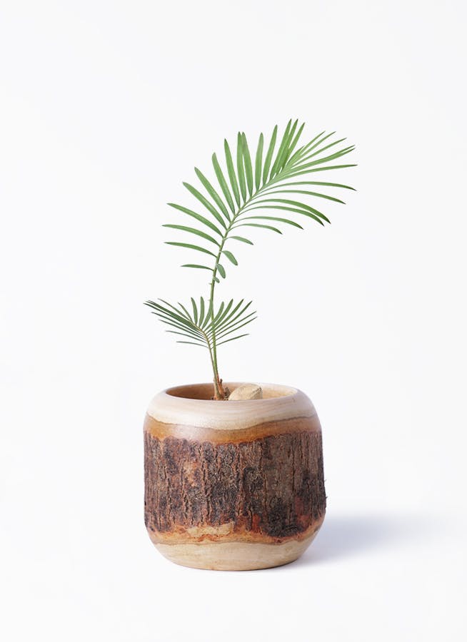 ソテツを価格(値段別)に選ぶ | HitoHana（ひとはな）