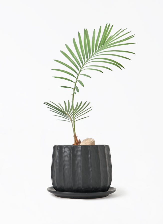 ソテツ 3号 | 観葉植物通販HitoHana(ひとはな)
