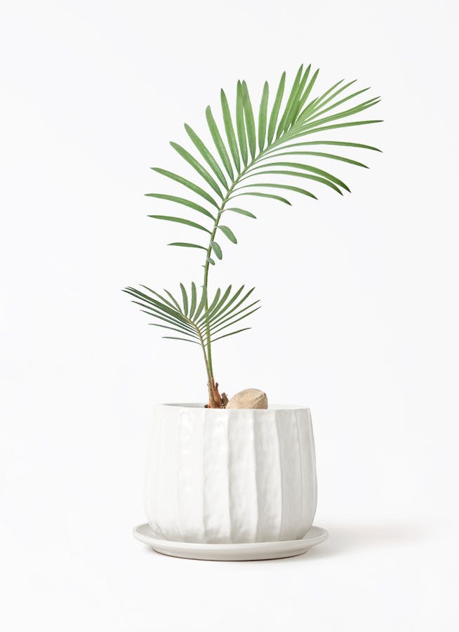 ソテツ | 観葉植物の通販ならHitoHana（ひとはな）