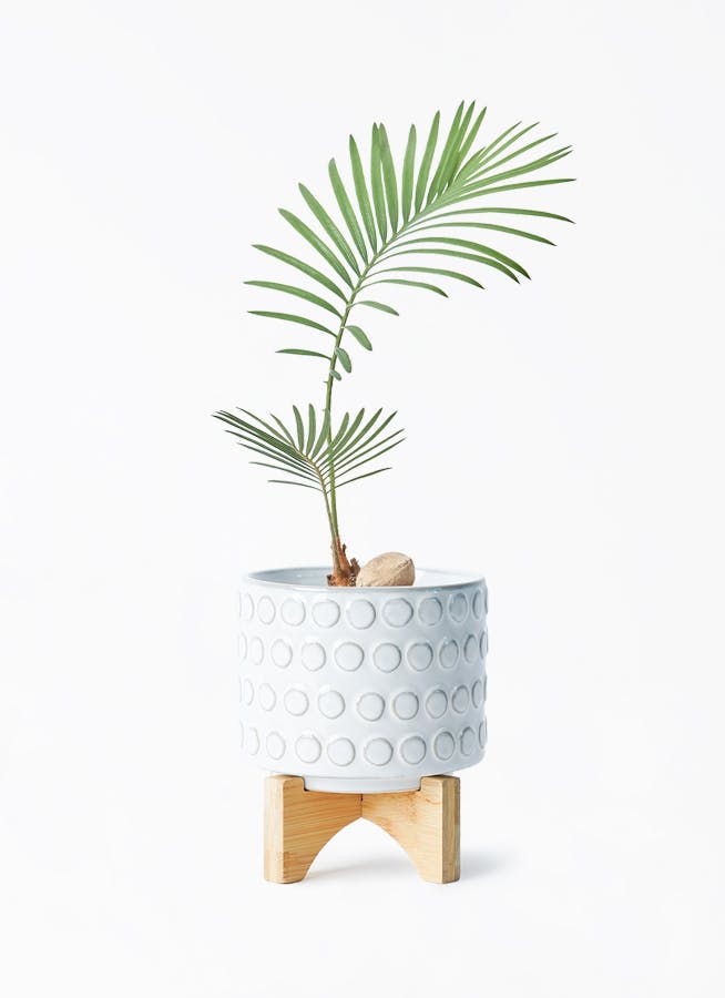 ソテツ | 観葉植物の通販ならHitoHana（ひとはな）