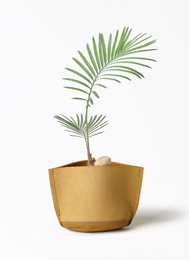 ソテツ 3号 | 観葉植物通販HitoHana(ひとはな)