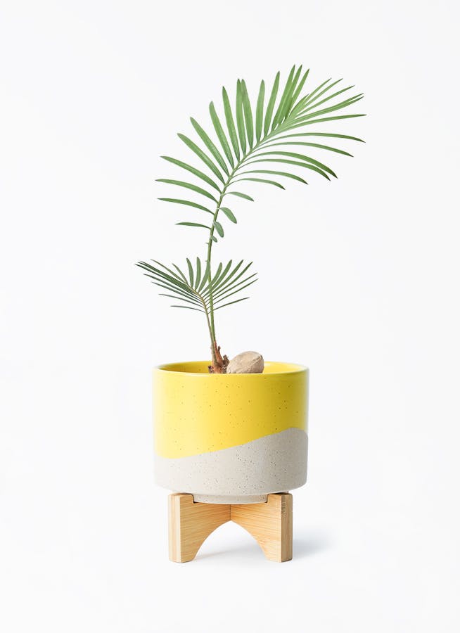 観葉植物 ソテツ 3号 実生 レーナ 15 Y イエロー 付き | 観葉