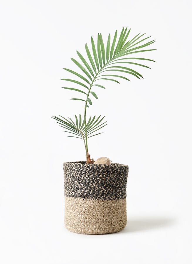 ソテツ 3号 | 観葉植物通販HitoHana(ひとはな)