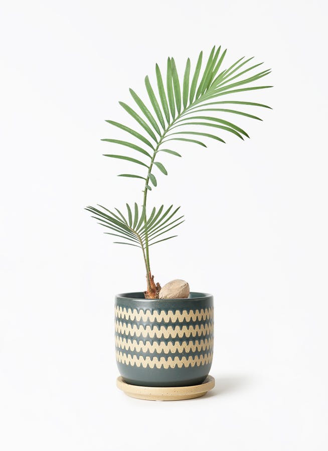 ソテツ | 観葉植物の通販ならHitoHana（ひとはな）