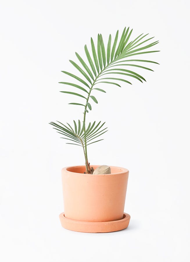 ソテツ | 観葉植物の通販ならHitoHana（ひとはな）