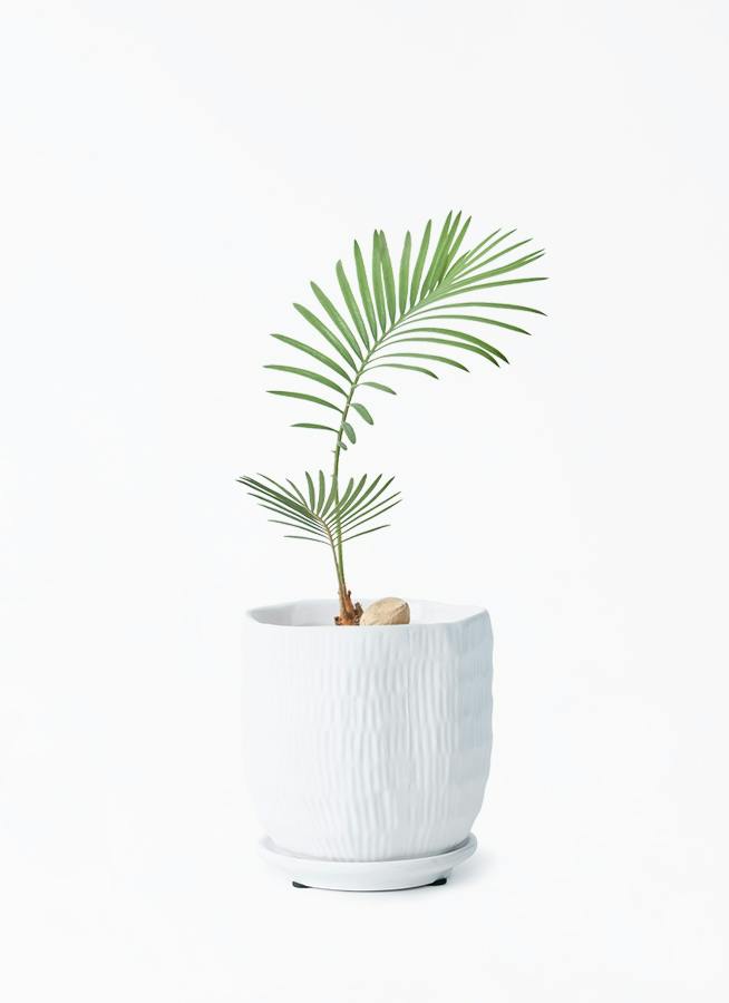 観葉植物 ソテツ 3号 実生 ハピ 白 S 付き | 観葉植物ならHitoHana