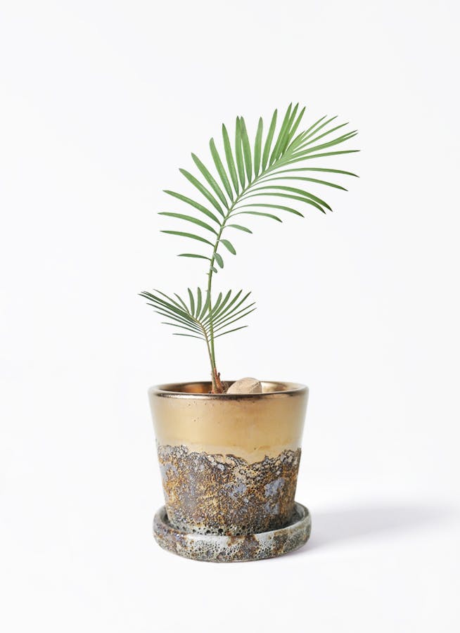 OHANA　ソテツ　極太株　送料込価格 ソテツを価格(値段別)に選ぶ | HitoHana（ひとはな）