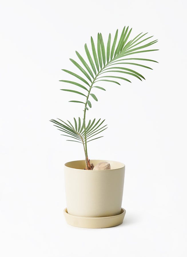 観葉植物 ソテツ 3号 実生 エステリ ベージュ 付き | 観葉植物なら