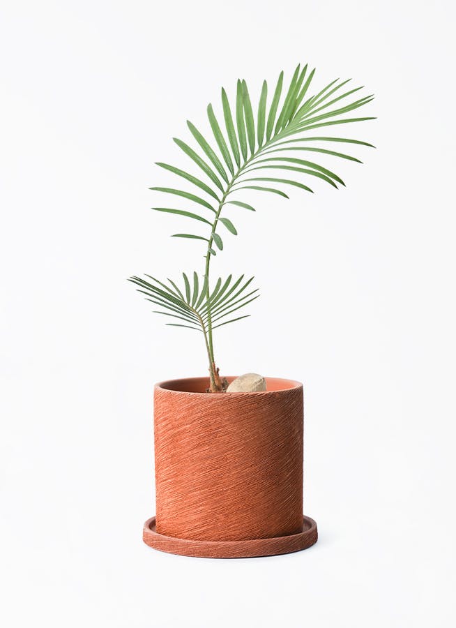 ソテツ 3号 | 観葉植物通販HitoHana(ひとはな)