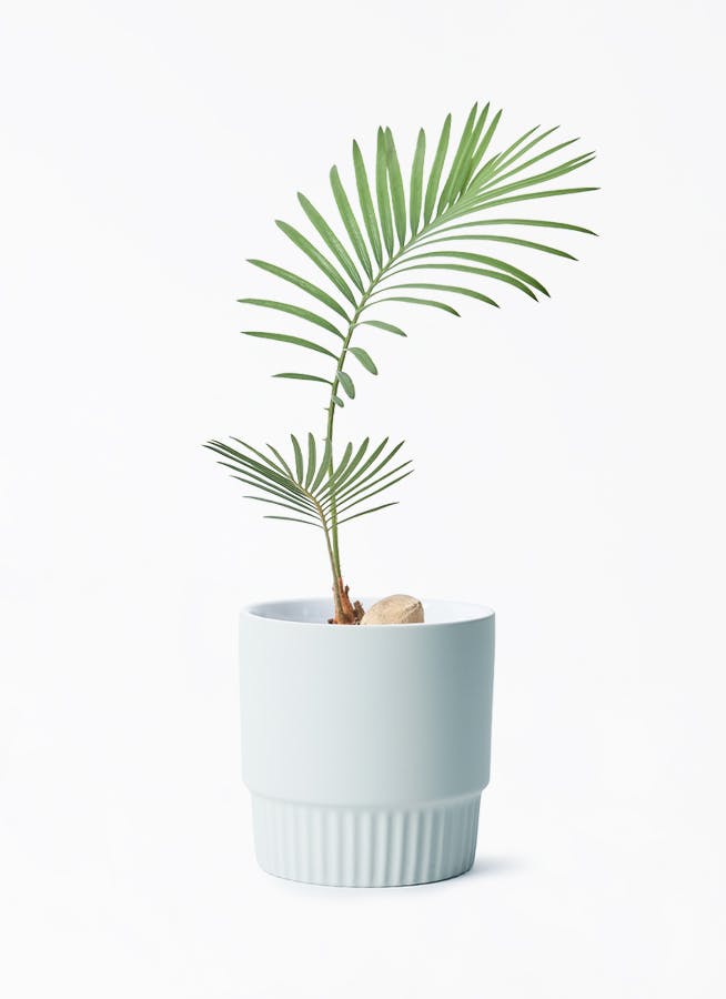 ソテツ | 観葉植物の通販ならHitoHana（ひとはな）