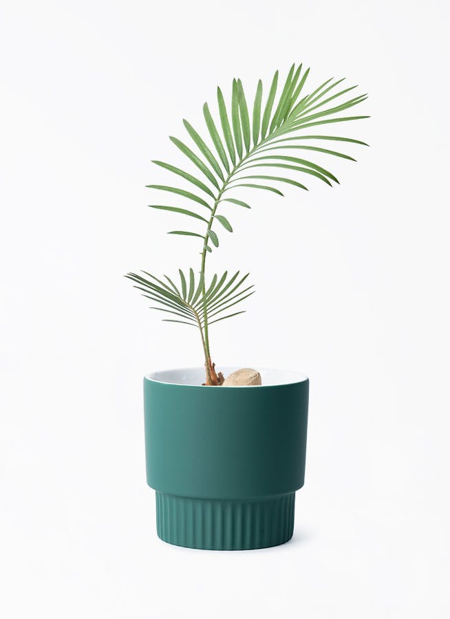 ピョンピョンソテツ(3) 10号プラ鉢付き 全体の高さ83 cm程 ソテツ 3号 | 観葉植物通販HitoHana(ひとはな)