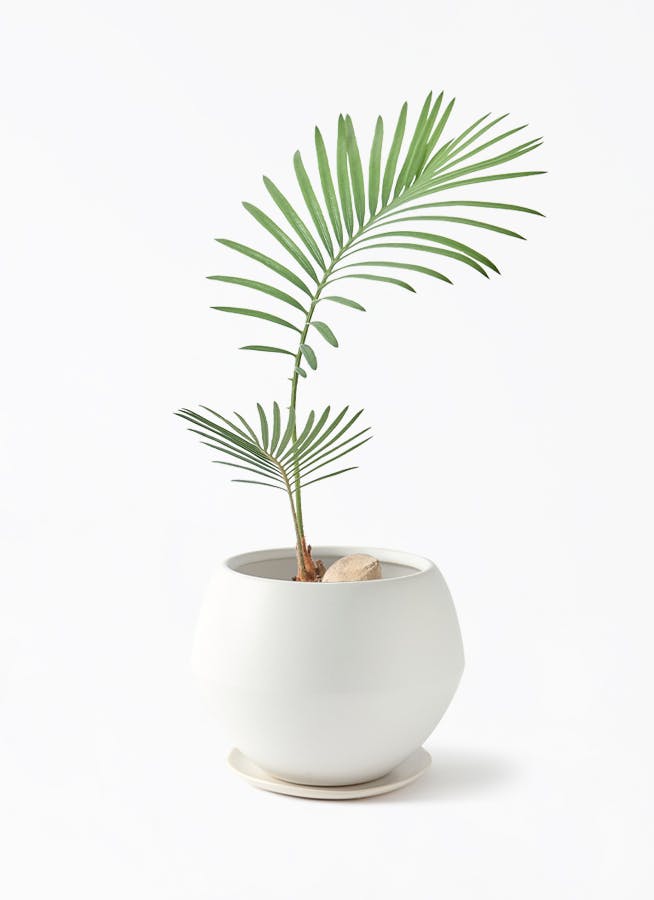 ソテツ　斑入り　５号鉢つき　子株3株つき❗ 斑入りソテツ5号鉢 ソテツ 斑入り 5号鉢つき 子株つき❗