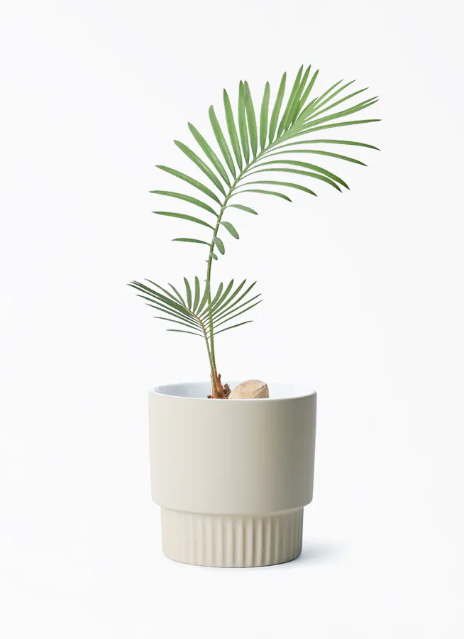 ソテツ 3号 | 観葉植物通販HitoHana(ひとはな)