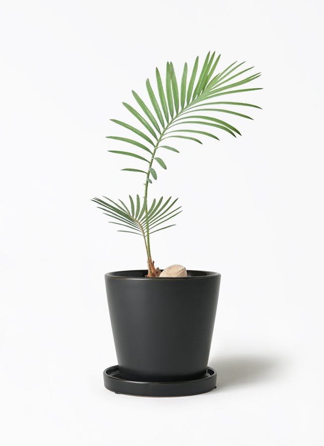 観葉植物 フィロデンドロン 3号 セローム ヒトデカズラ ベラ S 黒 付き