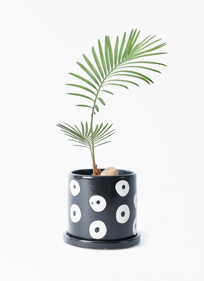 ソテツ | 観葉植物の通販ならHitoHana（ひとはな）