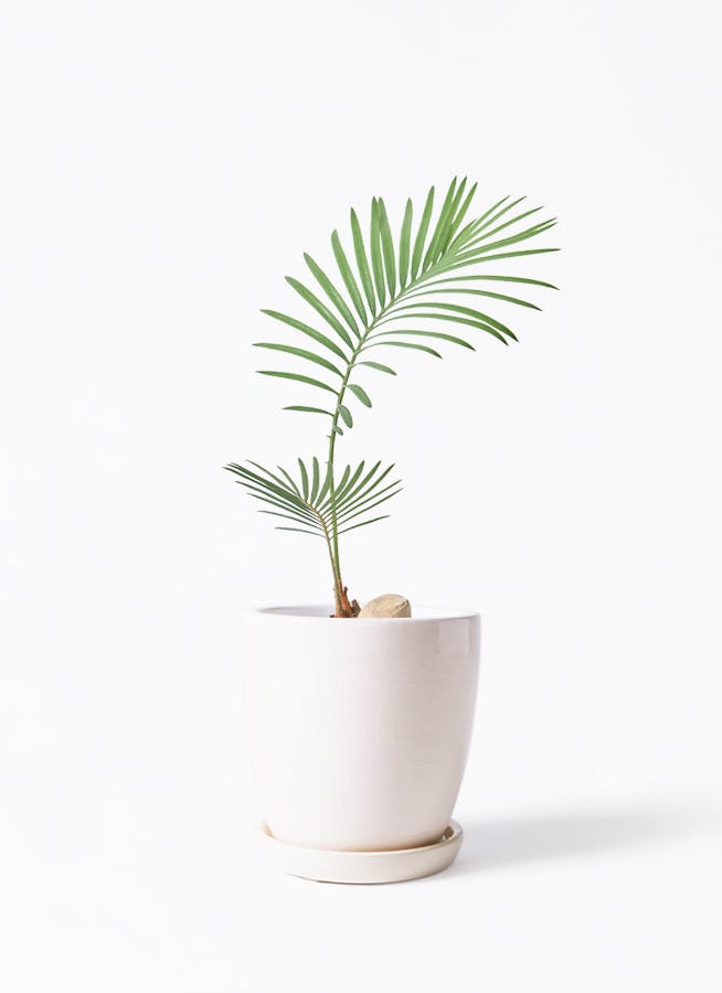 ソテツ 3号 | 観葉植物通販HitoHana(ひとはな)