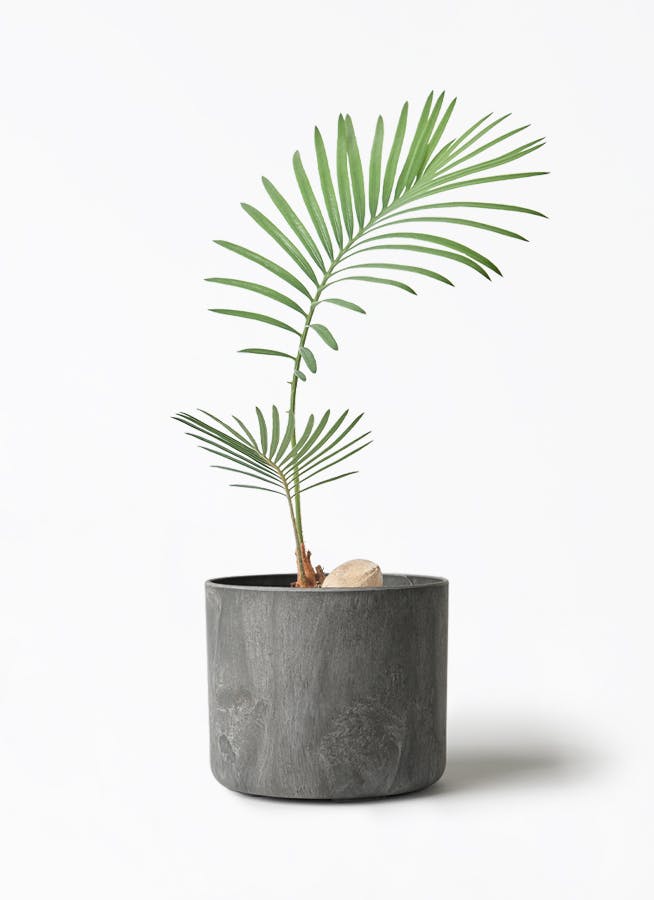 ソテツ 3号 | 観葉植物通販HitoHana(ひとはな)