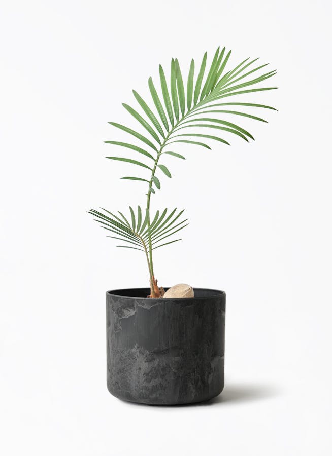 ソテツ 3号 | 観葉植物通販HitoHana(ひとはな)