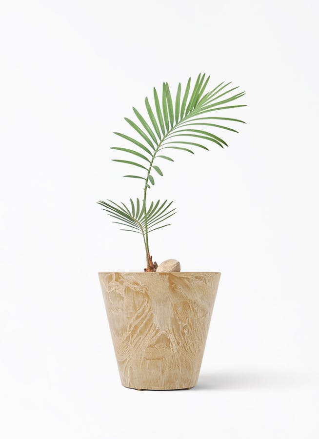 ソテツ 3号 | 観葉植物通販HitoHana(ひとはな)