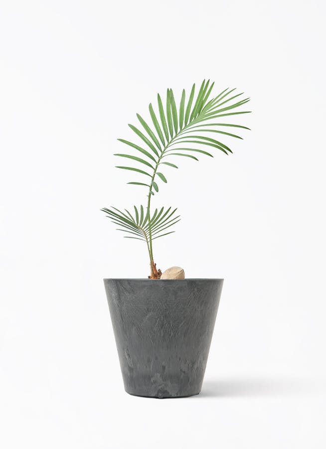 ソテツ　3号ポットつき　24株❗ ソテツ 3号 | 観葉植物通販HitoHana(ひとはな)