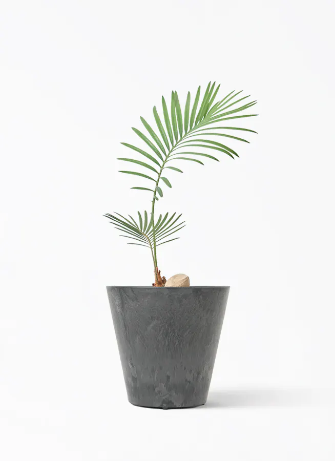 ソテツ 3号 | 観葉植物通販HitoHana(ひとはな)