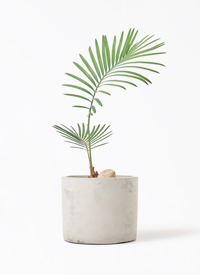 N*a様 ソテツ 極太株 南国リゾート風 鉢付き 観葉植物 インテリアに最適 Amazon｜ソテツ 南国の風 エキゾチック 蘇鉄 育てやすい 観葉